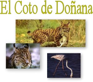 Vídeos en tiempo real de Doñana a través de Internet